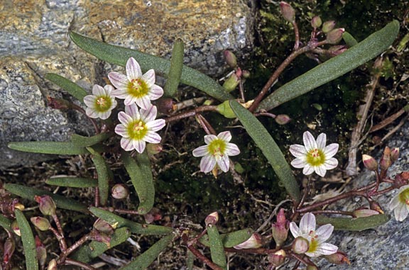 lewisia triphylla 2 graphic